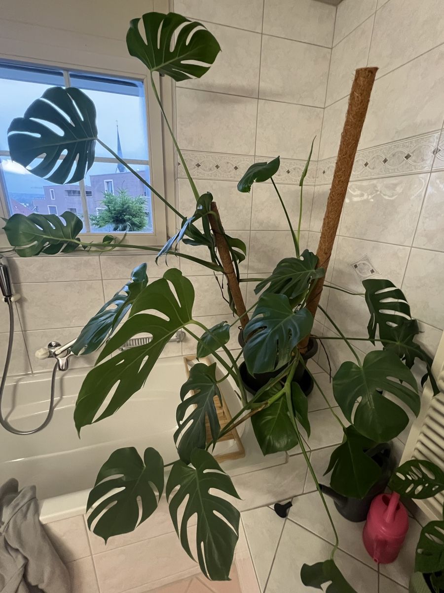 Piante & sementi: Monstera Deliciosa – Usato da Reinach AG venduto da Manuel63637