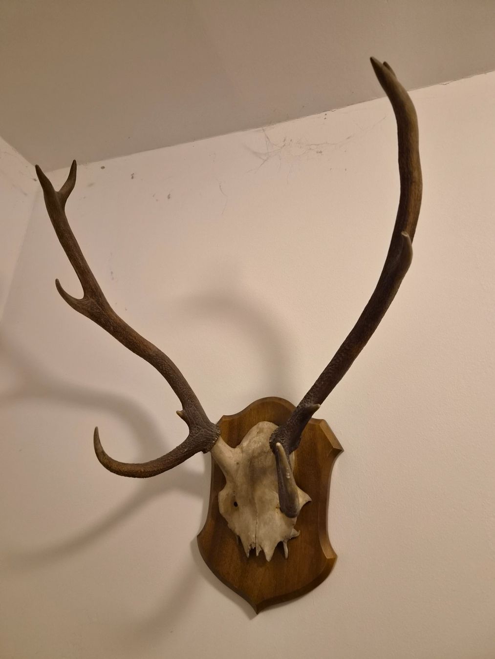 Autres collections & raretés: Hirschgeweih Trophäe auf Holzschild – D'occasion à Zürich par Pazzenreich 1