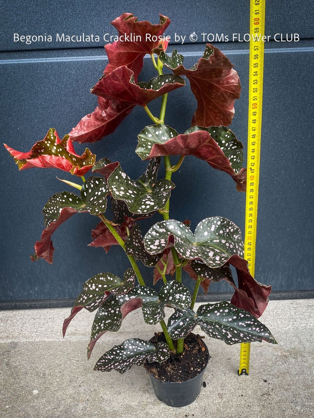 Pflanzen & Samen: Begonia Maculata Cracklin Rosie - einzigartige Farben – Neu und originalverpackt aus Adliswil von TAKEYOURPLANT 4