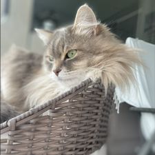 Profile image of youli85