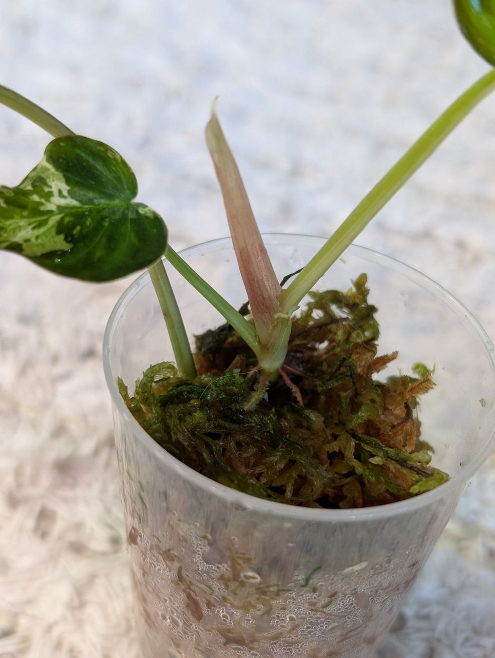 Piante & sementi: Philodendron Verrucosum Pink Galaxy Variegata – Usato da Faulensee venduto da plantmama 3