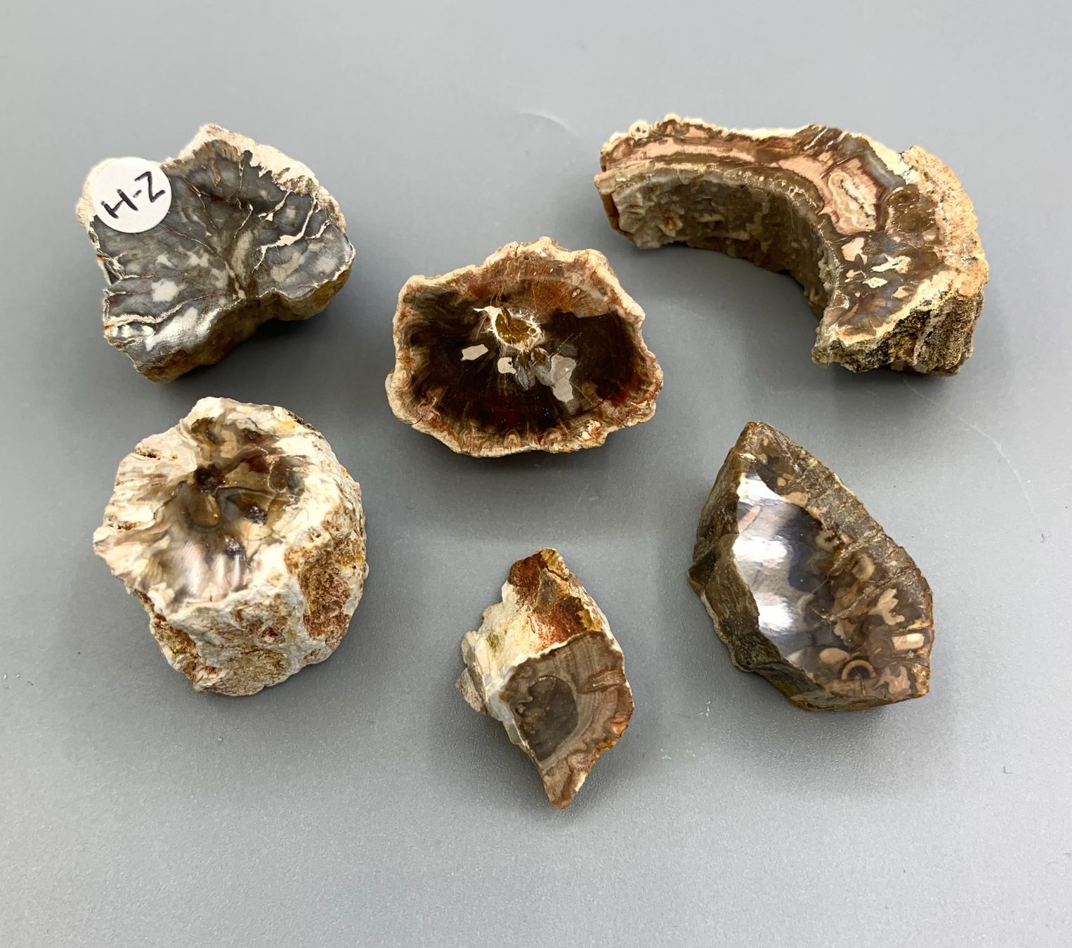Fossili: Fossiles Holz - Ästchen und Stämmchen (Set) – Nuovo (secondo la descrizione) da Samstagern venduto da Spliti