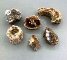 Fossiles Holz - Ästchen und Stämmchen (Set)