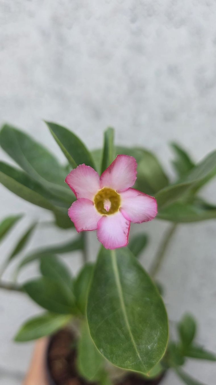 Piante & sementi: Wüstenrose Godji – Nuovo (secondo la descrizione) da St.Erhard venduto da Plumilandschweiz 2