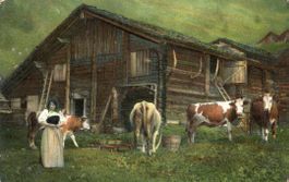 Soyhières   JU  -    Paysanne et vaches / Kühe