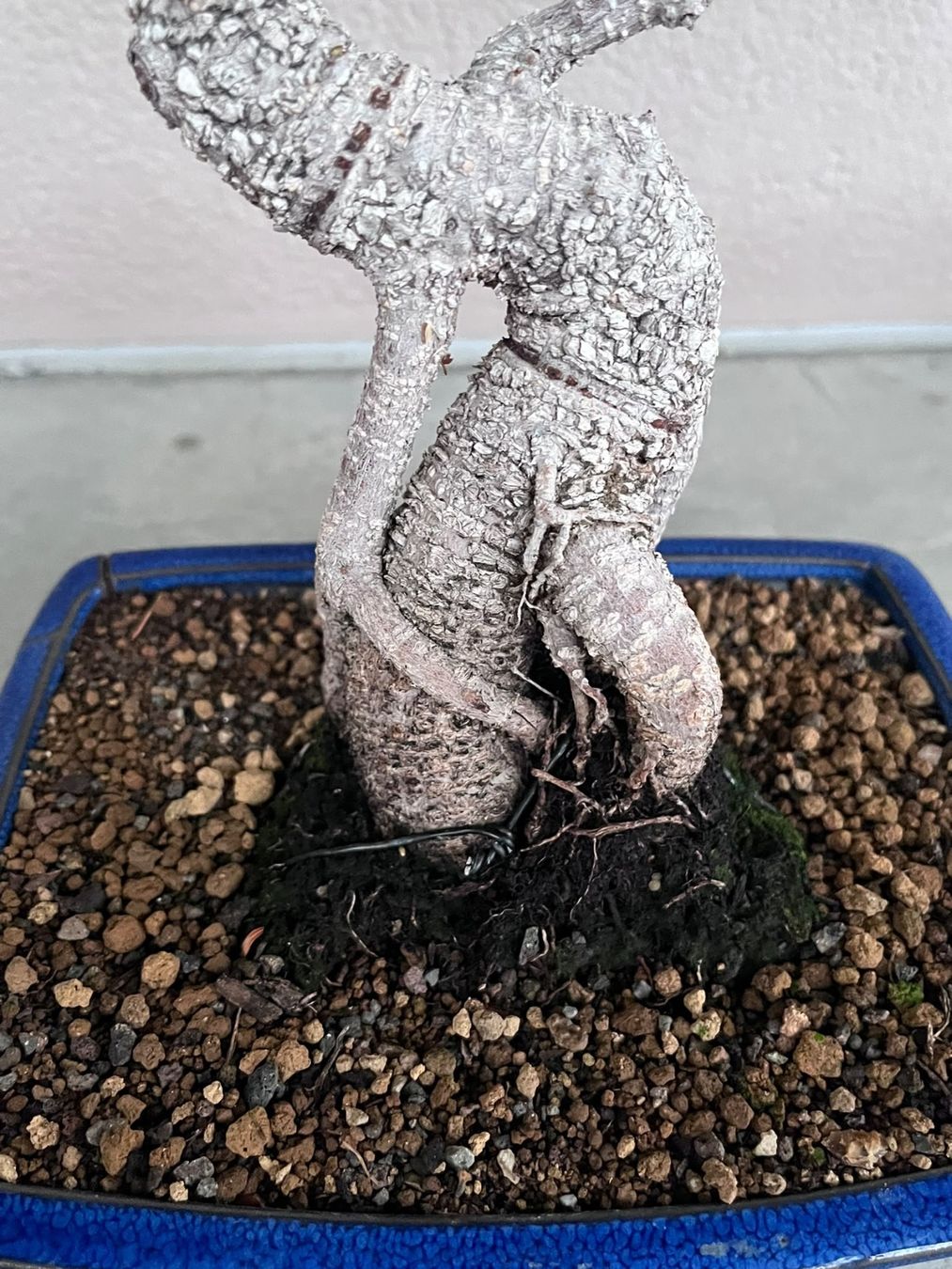 Piante & sementi: Ficus Bonsai – Usato da Dussnang venduto da Hakuna_matata7 3