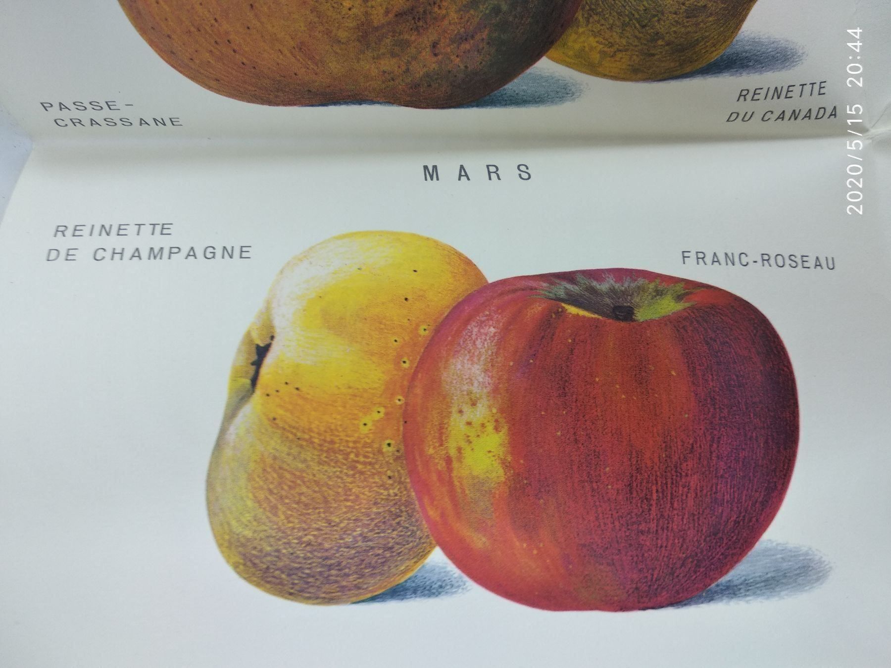 Kalender: CALENDRIER DES FRUITS – Gebraucht aus Goldach von Gaip 4
