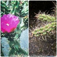 Cylindropuntia imbricata - winterharte Opuntia imbricata
