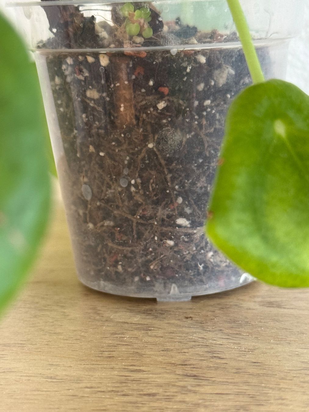 Piante & sementi: Pilea UFO Pflanze – Usato da Goldau venduto da pflanzly 1
