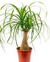 Zierpflanze 50 BEAUCARNEA RECURVATA