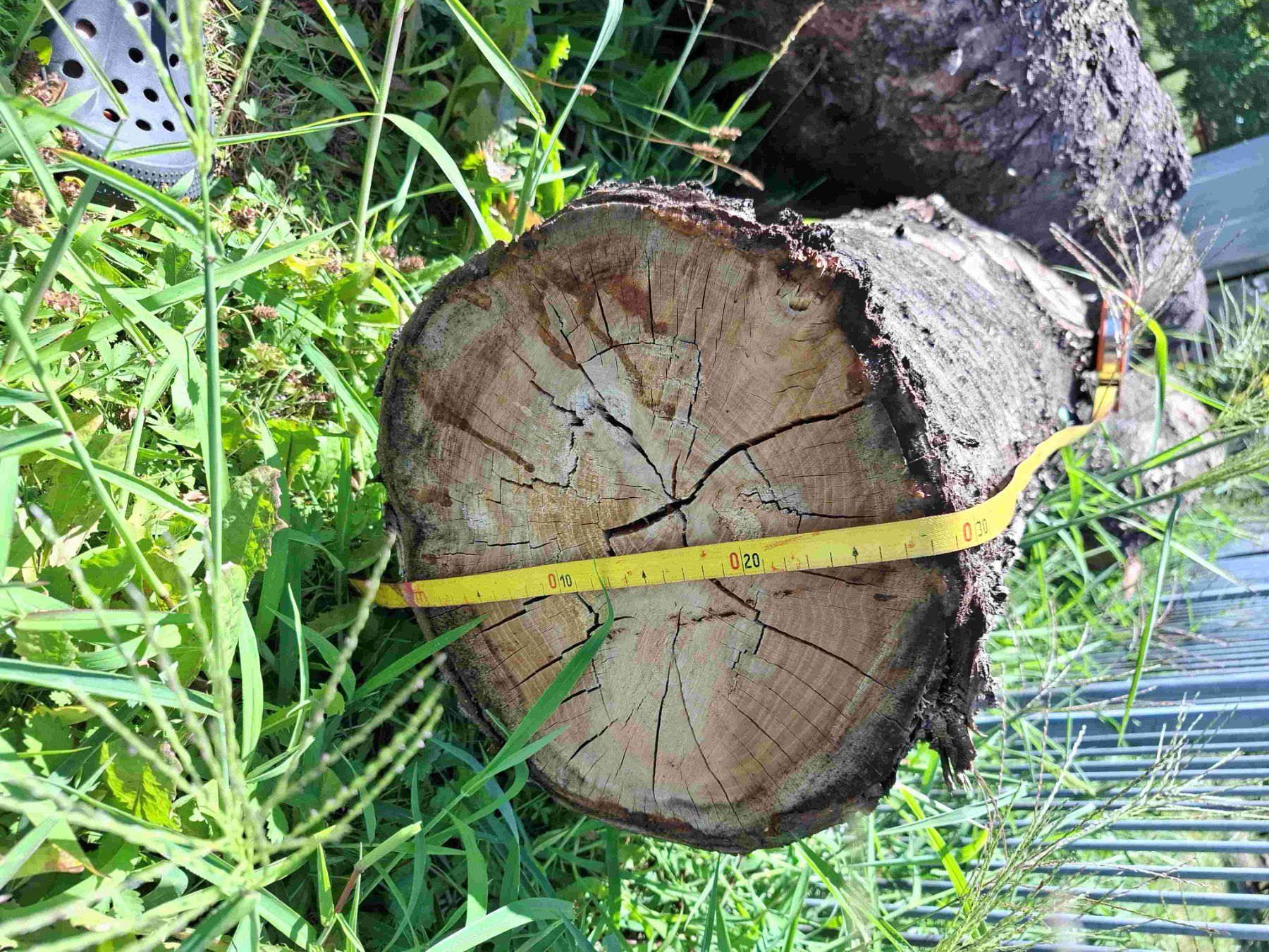 Holzartikel: Baumstamm Kirschbaum – Gebraucht aus Rain von Rigi10 6