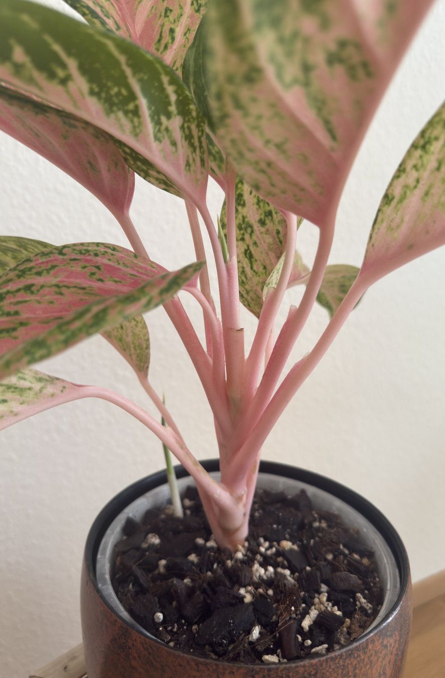 Pflanzen & Samen: Aglaonema Cocomelon mit Neuaustrieb – Neu (gemäss Beschreibung) aus Basel von tamy90 3