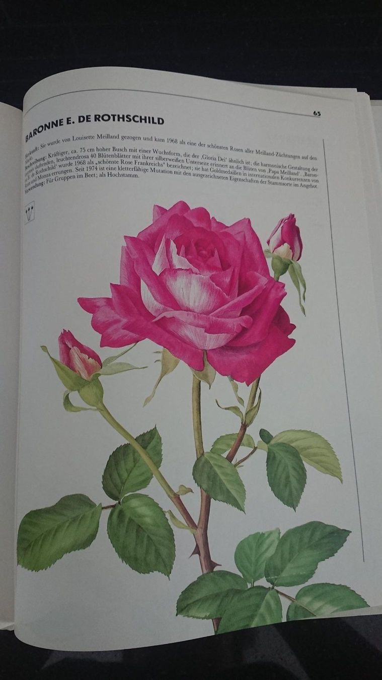 Libri: Rosen – Usato da Kradolf venduto da oxanab 4