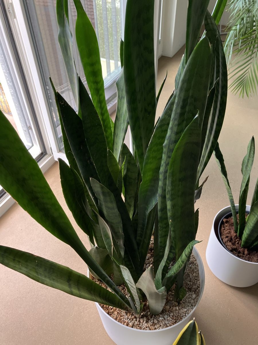 Piante & sementi: Schwiegermutterzunge/Bogenhanf/Sansevieria – Usato da Avenches venduto da ChristinaW0102 4