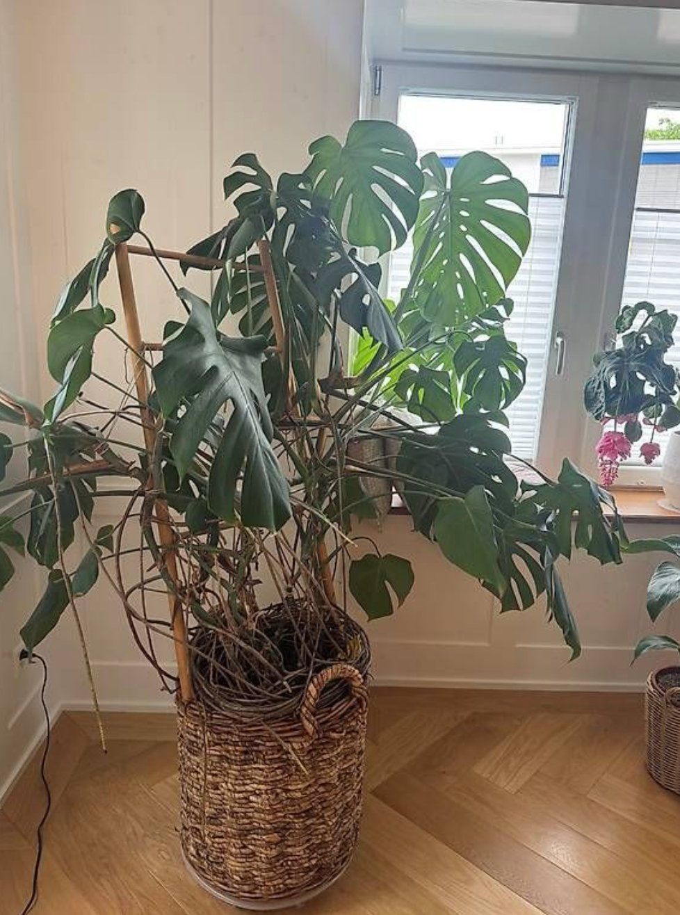 Plantes & graines: Grosse Monstera Pflanze – Neuf (Voir description) à Hinwil par marinaschroder