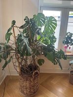 Grosse Monstera Pflanze