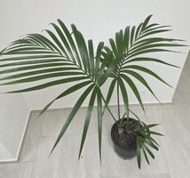 Schöne Zimmerpflanze, Palme