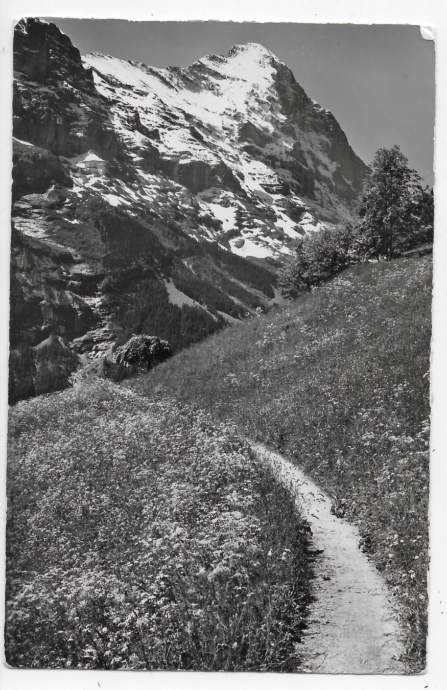 Ansichtskarten: Bei Grindelwald, Sommerlandschaft mit Eiger – Gebraucht aus Hefenhofen von Richsalz