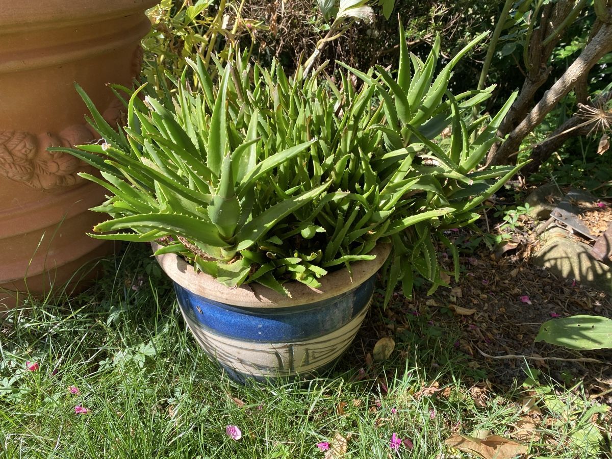 Pflanzen & Samen: Aloe Vera mit schönem Keramiktopf – Gebraucht aus Hünenberg von a.u.849 3