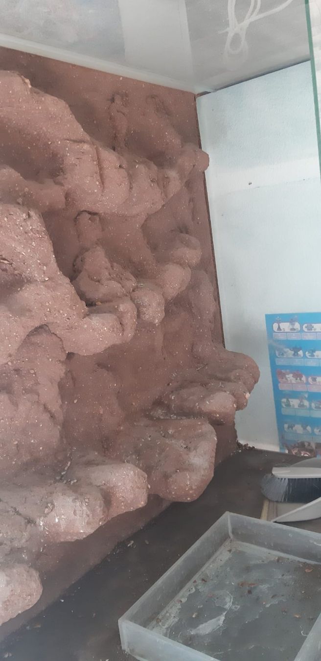 Terrario: TERRARIUM in Wädenswil – Usato da Kriens venduto da Tatzitus 5