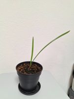 Winterharte Zwergpalmen (Chamaerops humilis)