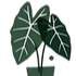 Profile image of MiniHouseplants