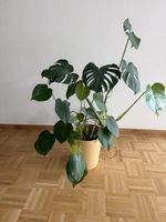 Zimmerpflanze in gelbem Topf guter Zustand