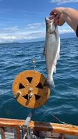 tour de fond / rouleau pour la pêche