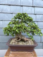Bonsai koreanische Hainbuche