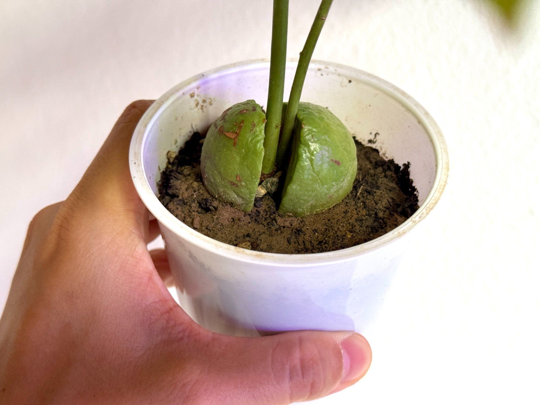 Pflanzen & Samen: Avocado Baum (Doppelstamm) – Gebraucht aus Schlieren von Edgar_k 3