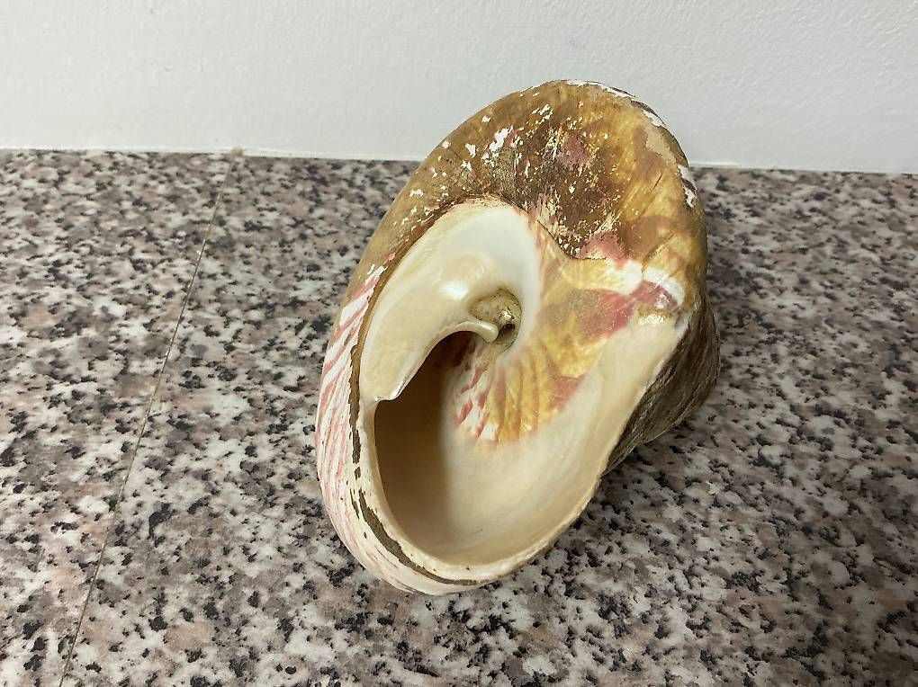 Fossilien: Perlmutt Muscheln – Neu und originalverpackt aus Rorschacherberg von Rose144 3