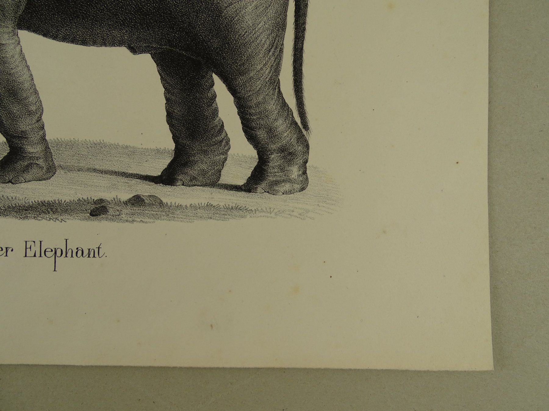Stiche: ASIATISCHER ELEFANT, LITHOGRAPHIE UM 1840 – Gebraucht aus Grüningen von Kartensammler 5