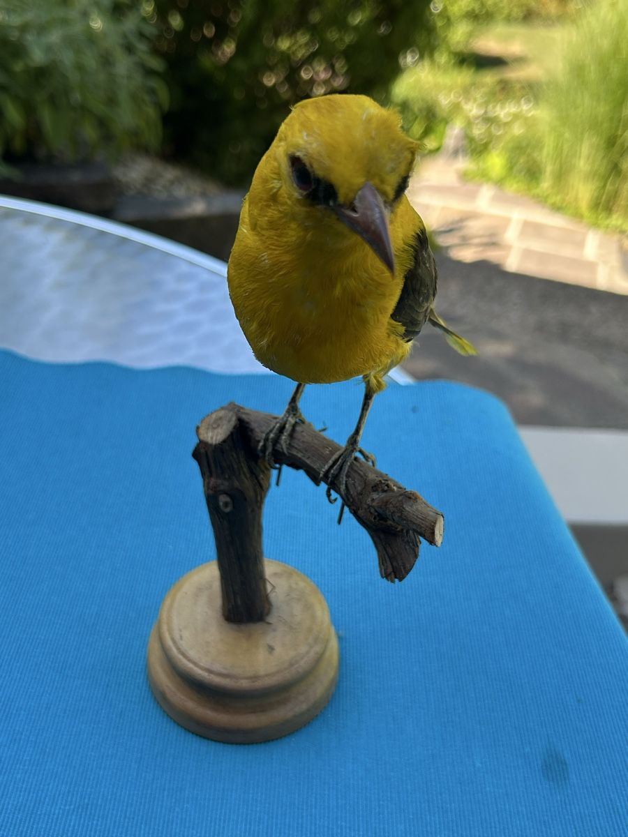 Monde des animaux: Vogel Präparat namens Pirol – D'occasion à Langnau am Albis par Nechi 2