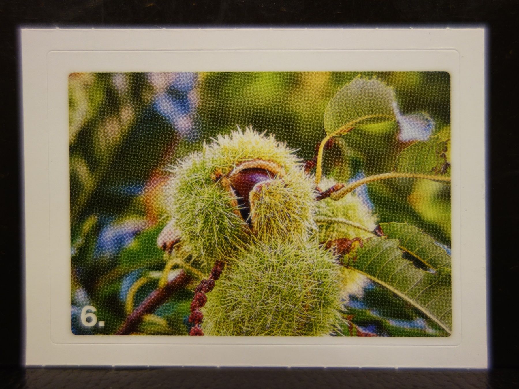 Migros Carte collezionabili: MIGROS MANIA Nature Detectives Nr. 6 – Nuovo e nell'imballaggio originale da Kerzers venduto da djstarsky73