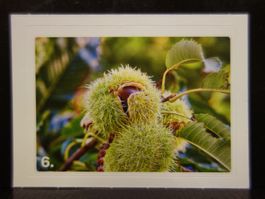MIGROS MANIA Nature Detectives Nr. 6