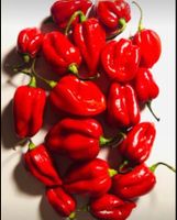 FRISCHE 🌶 10 STK (200g) FRISCHE HABANERO HOTTEST CHILI
