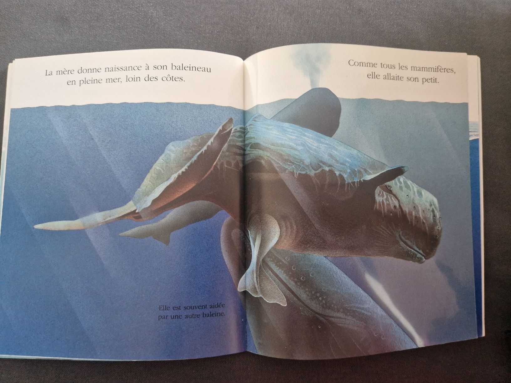 Libri: Cache-cache avec La baleine – Nuovo (secondo la descrizione) da Villars-sur-Glâne venduto da Agnie80 2