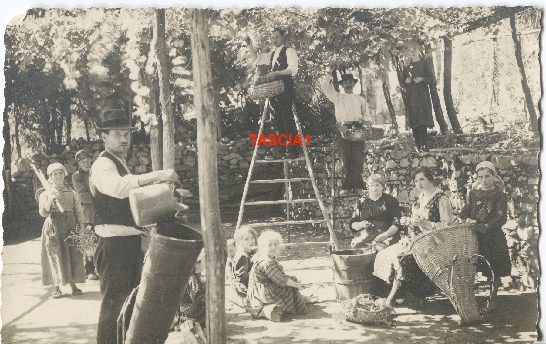 Cartoline postali: Mezzovico Vendemmia circa 1920 – Usato da coglio venduto da Tascia1
