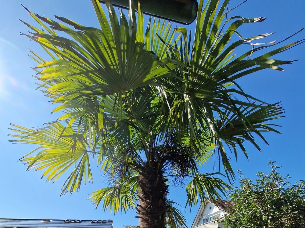 Grosse Palme für Garten Kaufen auf Ricardo