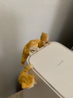 3 Katzenfiguren