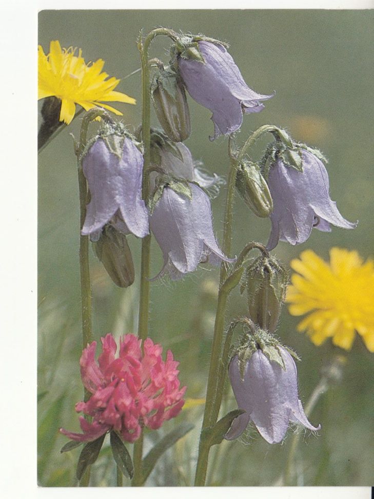 Cartoline postali: Glockenblume, Engadin Press Samedan, ca. 1980 – Usato da Bürglen TG venduto da StampGraf