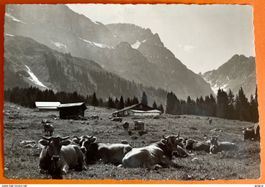 ENGELBERG - KÜHE AM ALPFRIEDEN AUF UNTERTRÜBSEE 1952