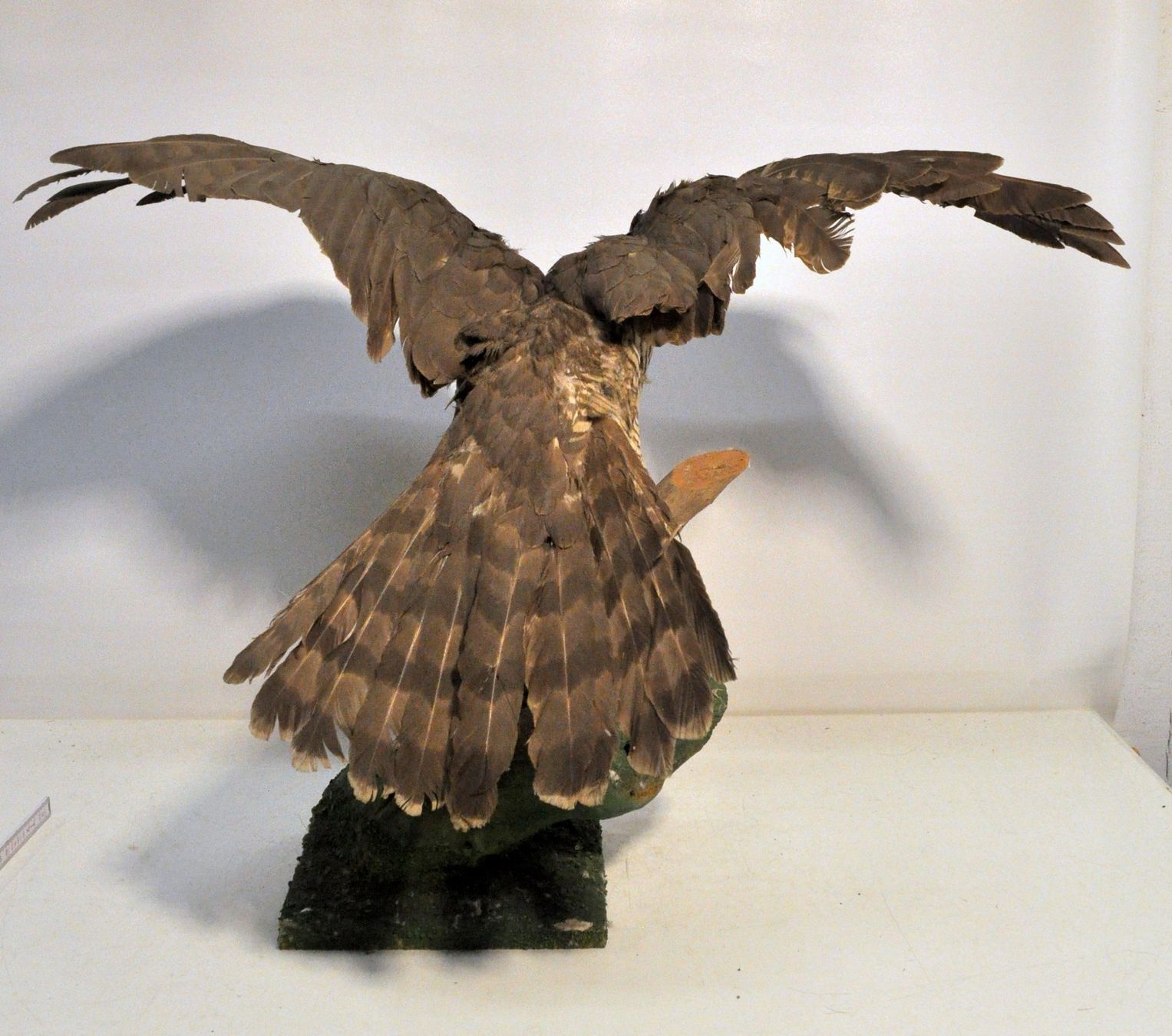 Welt der Tiere: Rapace naturalisé – Gebraucht aus Neuchâtel von Neuchatel 2