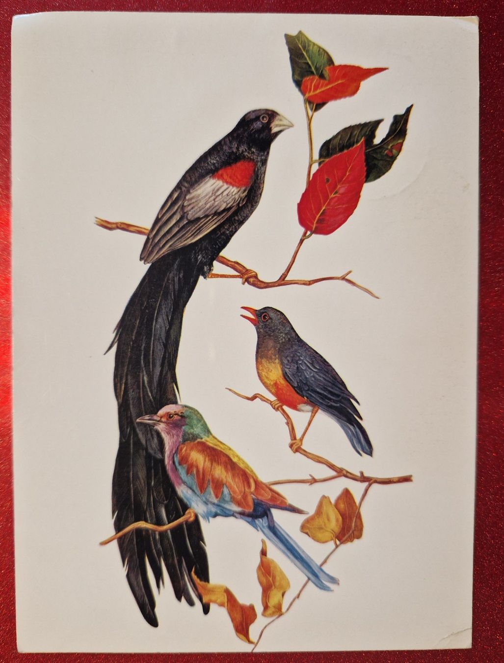 Cartoline postali: Wunderschöne Karte Vögel Tansania 1970 – Usato da Melchnau venduto da Fishel