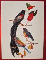 Wunderschöne Karte Vögel Tansania 1970