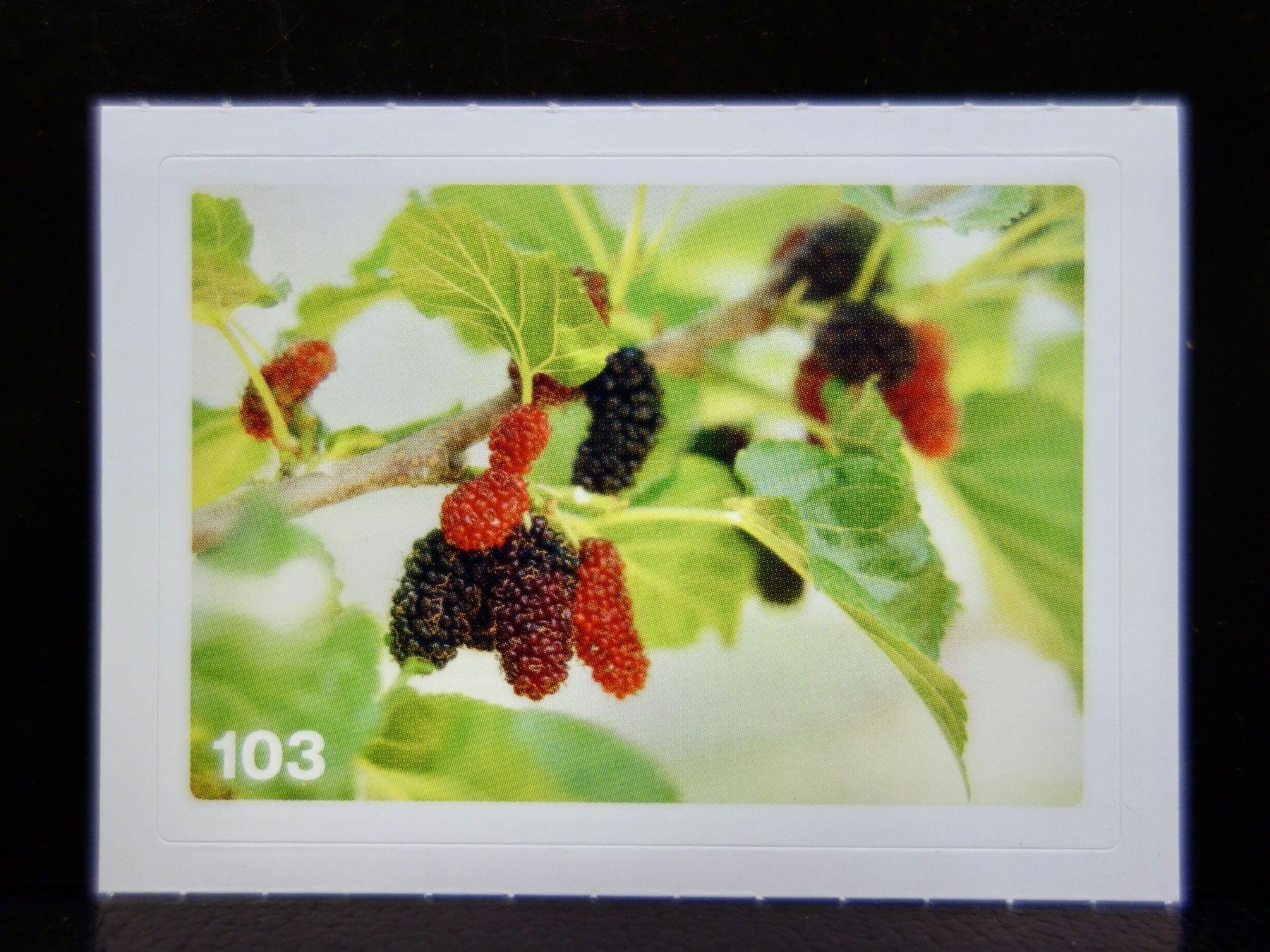 Migros Sammelbilder & Trading cards: MIGROS MANIA Nature Detectives Nr. 103 – Neu und originalverpackt aus Kerzers von djstarsky73