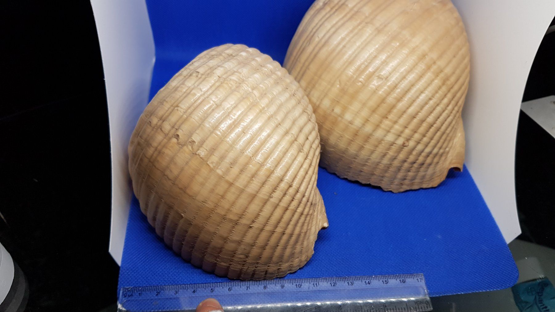 Fossili: Riese Muscheln – Usato da Zürich venduto da Hamaster 3