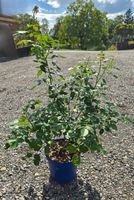 Rosa Voluptia Pink – wunderschöne, gesunde Rose 🌹