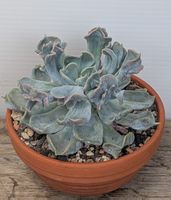 Echeveria "thriller pearl"