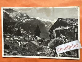 1937 Almwirtschaft. Die Karte ist Bilder siehe Bilder.